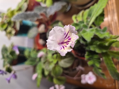 First Bloom: Bristol's Country Sunset