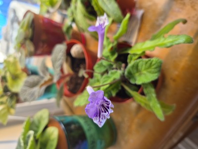 First Bloom: Bristol's S. Kitten