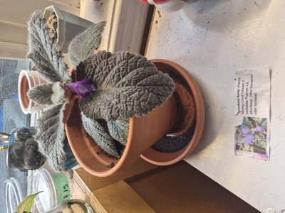 First Bloom: Eucodonia Adele