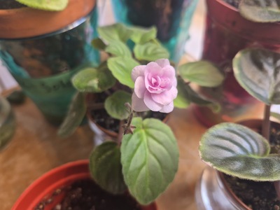First Bloom: Rob's Vanilla Trail
