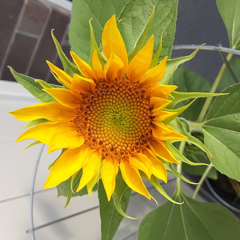 a close-up shot of a sunflower