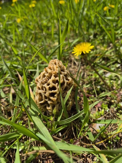 Morel Mushroom
