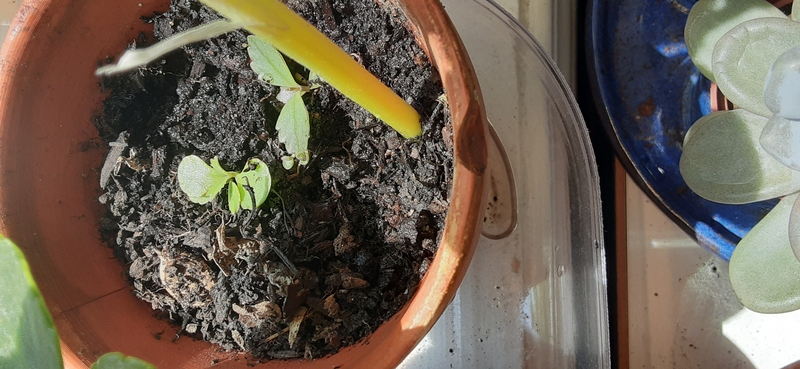 a tiny pot with two little plants