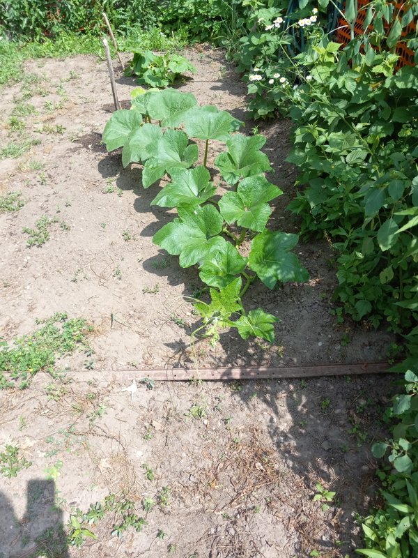 A long pumpkin vine creeping through the garden.