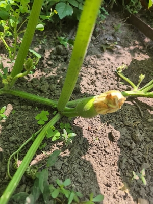 a very small pumpkin
