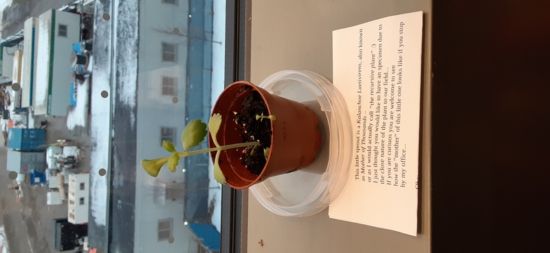 A tiny kalanchoe plant.