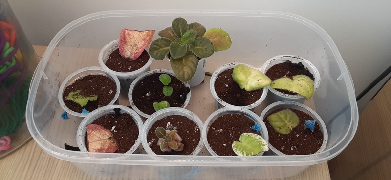 A box of gesneriads ready to be propogated.