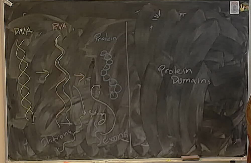 A photo of a whiteboard titled: Proteins: Introns and Exons