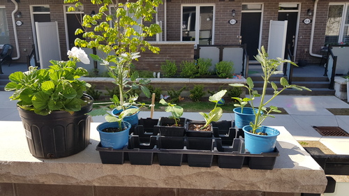 Plants